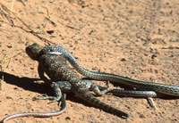 Photo of a whipsnake and a spiny lizard